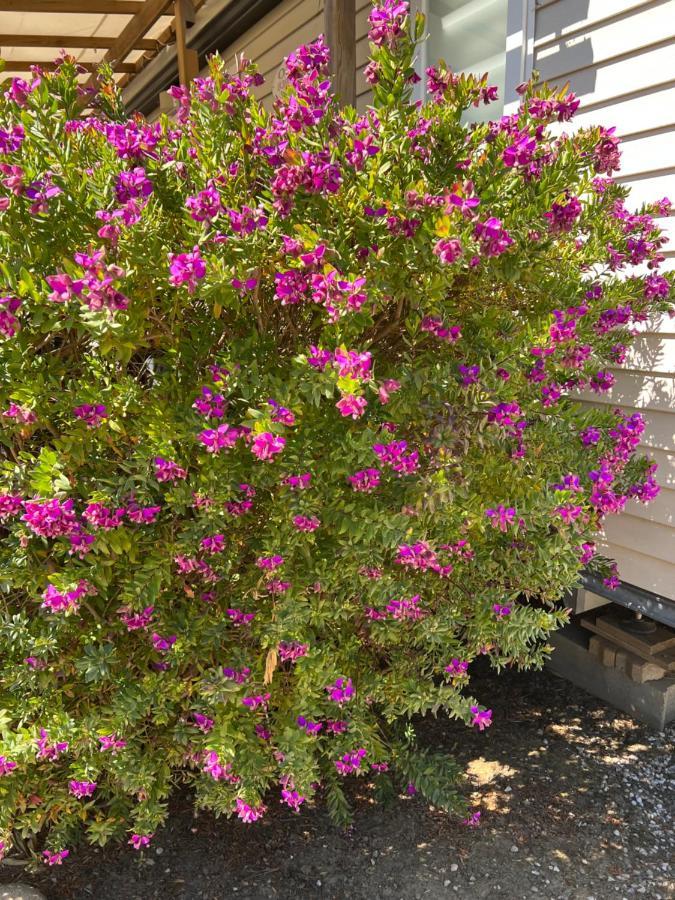 Camping Del Mar 10, Mobil Home Petit Paradis, 6 Personnes, Bord De Mer, Camping Del Mar Village Аржеле-сюр-Мер Екстериор снимка